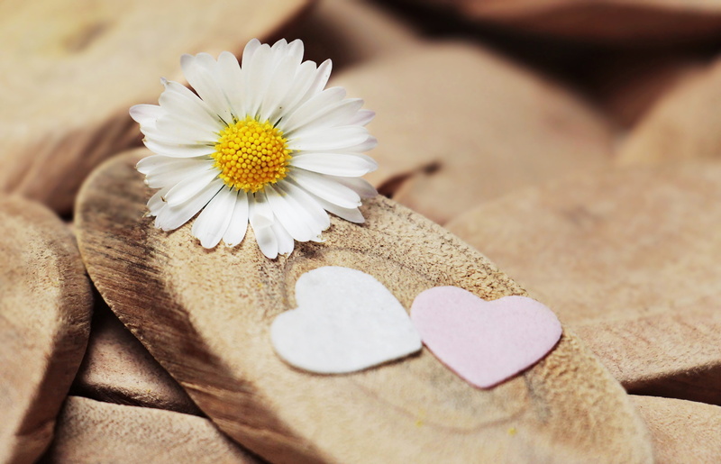 herzchen, fragility, wood, pollen, greeting card, ox, deco, daisy, symbol, petal, valentines day - holiday, thank you, no people, day, eyed, slab, 4K