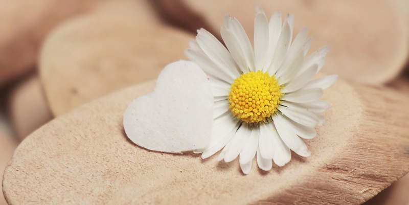 congratulations, bloom, thank you, relaxation, surface, korblütler, romantic, flower, inflorescence, feelings, greeting card, petal, daisy flower, affection