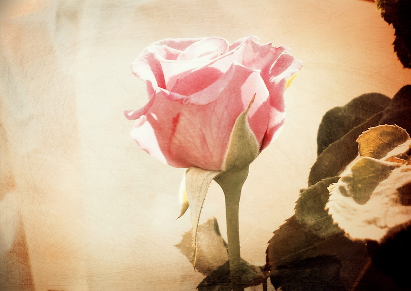 textured, poster, textured effect, valentine, gift, petal, texture, mom, invitation, decoration, fragility, day, february, backdrop, rose - flower, portrait