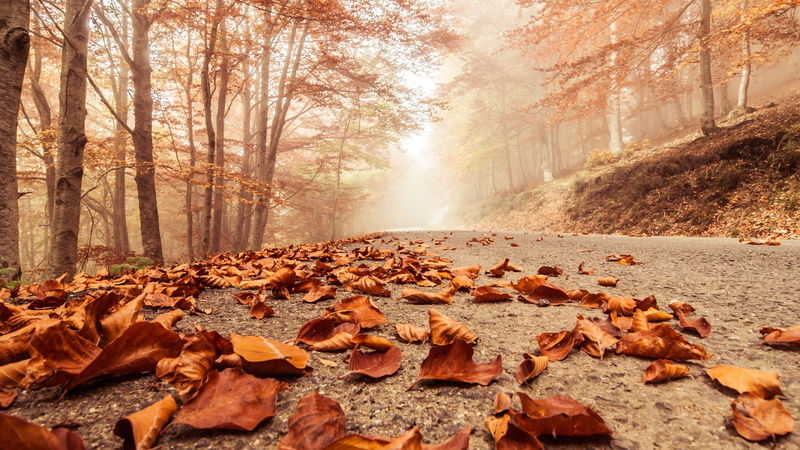road, leaf, beauty in nature, land, autumn, no people, white, nature, plant part, tree, forest, rug, floral, fog, orange color, woodland, outdoors, area