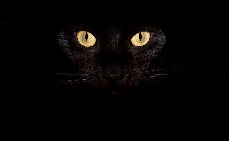 Black, evil, mammal, studio shot, black background, indoors, spooky, domestic, portrait, whisker, no people, pets, cat, dark, animal body part, yellow eyes