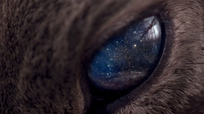 gray, universe, fur, 1080P, black Color, stars, looking, coated, mammal, animal Head, sensory perception, watching, one animal, space, animals, eye, no people