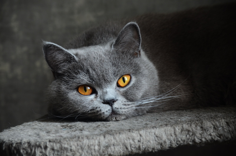 yellow eyes, blue, beautiful, young Animal, no people, small, one Animal, purebred Cat, sitting, portrait, paw, kitten, white, looking, looking at camera