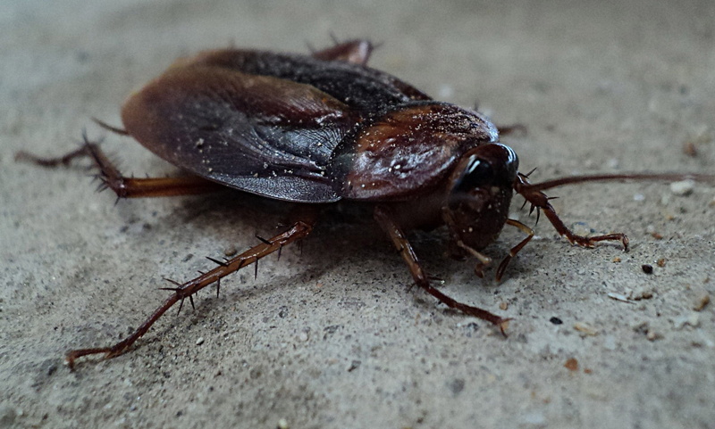 closeup, outdoor, Insect, small, ant, insect, animal themes, black, focus on foreground, animal body part, Insect, wild, outdoors, crawling, bug, selective focus