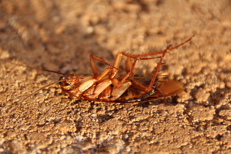 arthropod, cockroach, small, land, scrape, one animal, invertebrate, animal world, full length, zoology, selective focus, outdoors, animal wildlife, spider