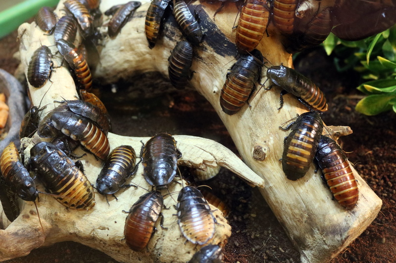 day, 5K, seafood, large group of animals, animal, insect, bugs, mussel, animals in the wild, close-up, nature, shell, no people, focus on foreground, animal themes