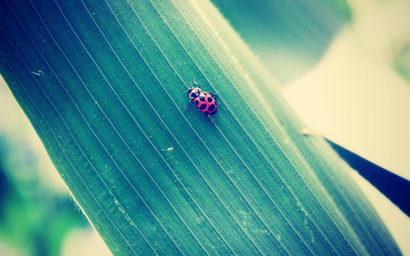 plant part, ladybug, no people, close-up, animal, beetle, nature, leaf, macro, one animal, animal themes, bug, invertebrate, plant, insect, day, animals in the wild