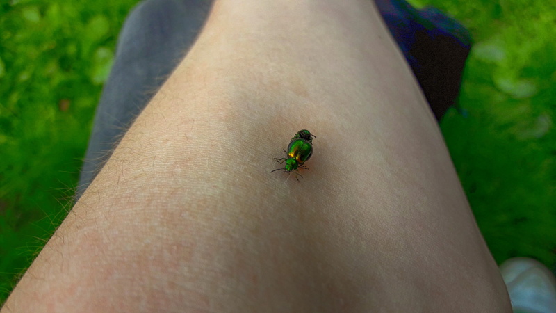 4K, arms, insect, leaf  bug, green