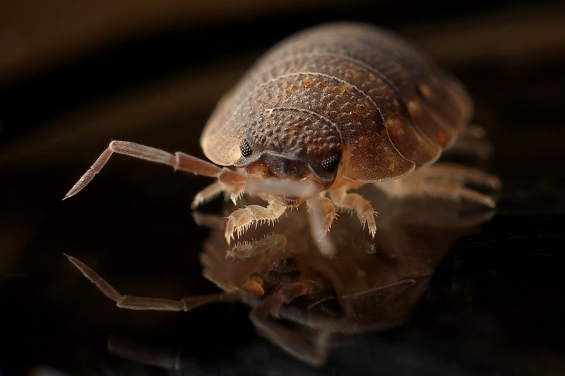 bug, nature, shell, blood sucker, crustacean, bug bite, insect, black background, zoology, animals in the wild, close-up, surface, legged, invertebrate
