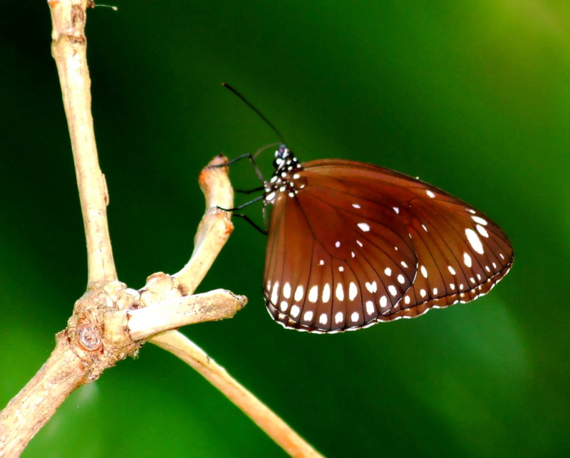 South, photography, close-up, butterfly - Insect, animal, Koh Phi Phi, macro photography, stem, insect, Euploéa Core, brown, 720P, butterfly, nature, Nymphalidaé