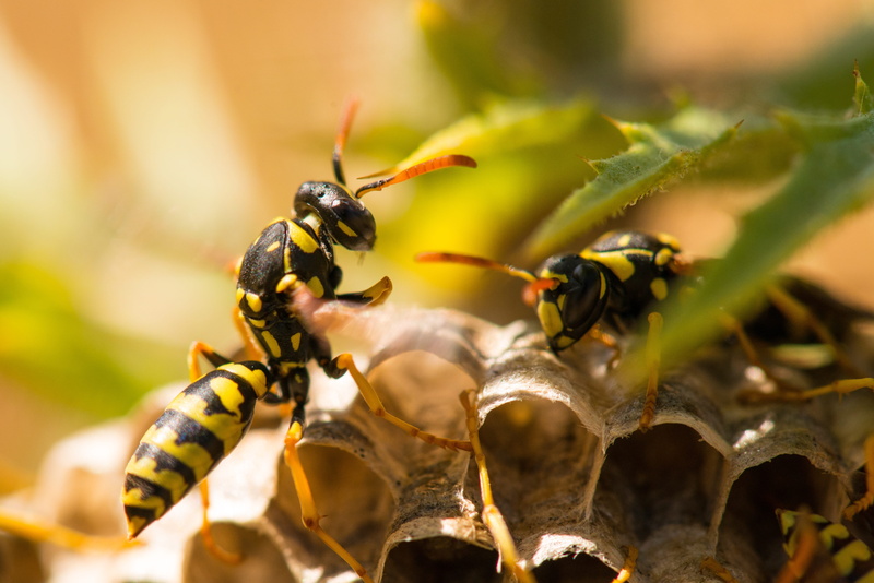 wing, hornet, beauty in nature, outdoors, animal, pollination, selective focus, close-up, nature, nest, pest, spain, paper, yellow, ant, fly, black, bee