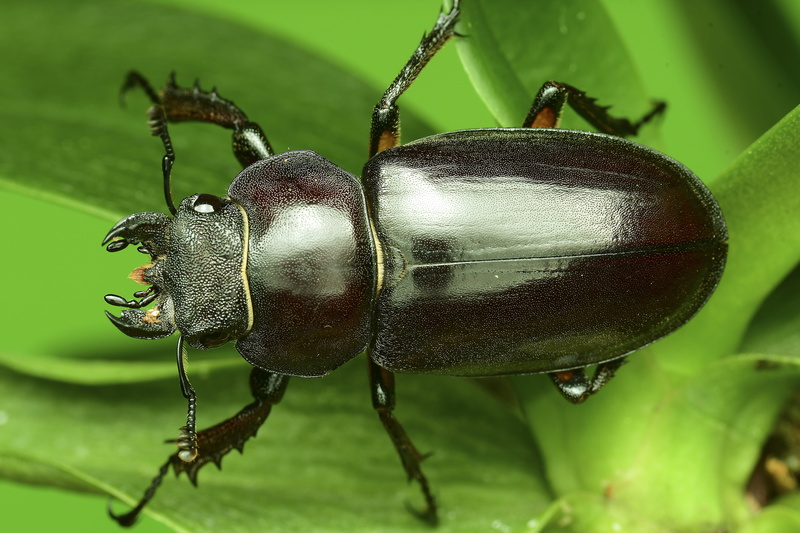 healthy eating, plant part, animals in the wild, no people, animal wildlife, day, focus on foreground, close-up, insect, growth, plant, green color, beetle