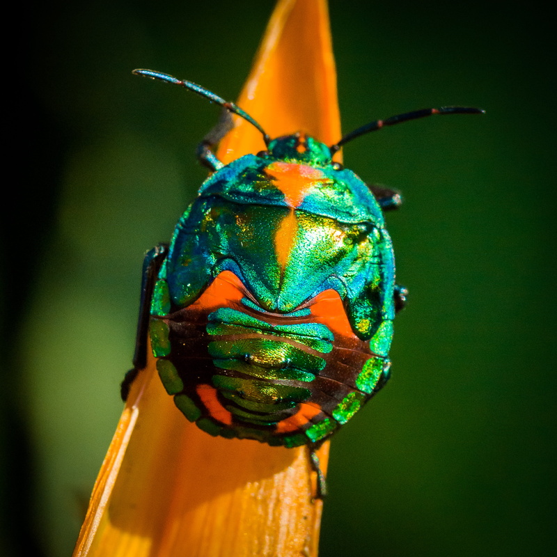 animal wildlife, macro, nature, wildlife, multi colored, bug, green color, beauty in nature, green, beetle, animals in the wild, close-up, multicoloured