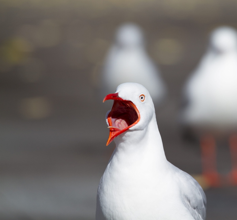 animals in the wild, cockatoo island, photography, mouth open, bird, day, one animal, nature, white color, pets, animal, cranky, scream, grouse, beak, vertebrate