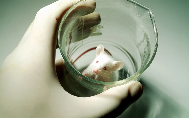 science, 1080P, albino, scientists, mice, beaker