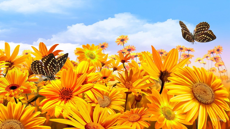 fall, butterfly, butterflies, gold, shasta, sunny, happy, sunshine, daisies, bright, papillon, clouds, flowers, 1080P, yellow