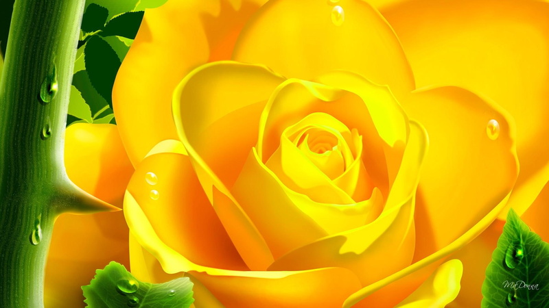 flowers, dew drops, leaves, texas, yellow, summer, nature and landscapes, gold, 1080P, bright, spring, rose