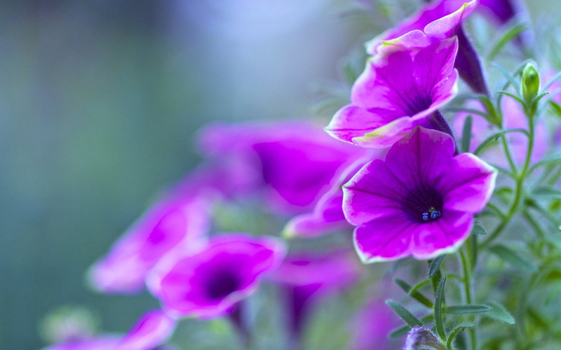 Petunia, 1080P, Flowers, close, Purple