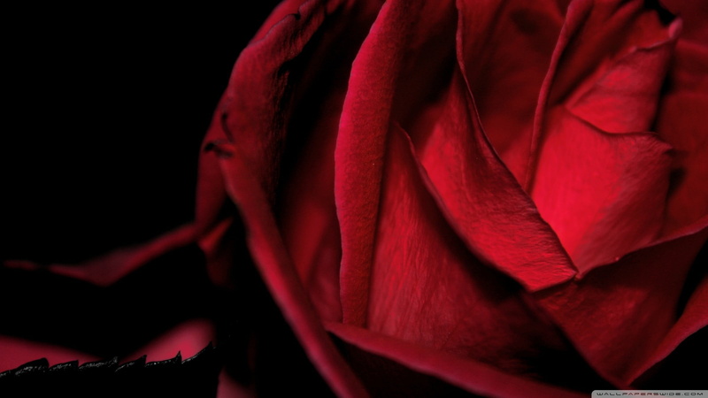 flowers, nature, red, abstract, studio shot, black background, rose - flower, textile, no people, silk, indoors, rose, close-up, full frame, luxury, dark
