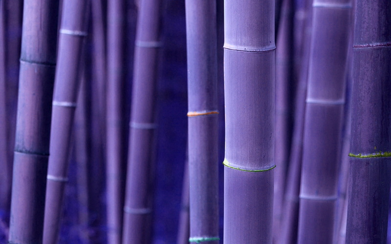 1080P, music, day, arts culture and entertainment, backgrounds, selective focus, architecture, bamboo - plant, focus on foreground, pattern, pink color