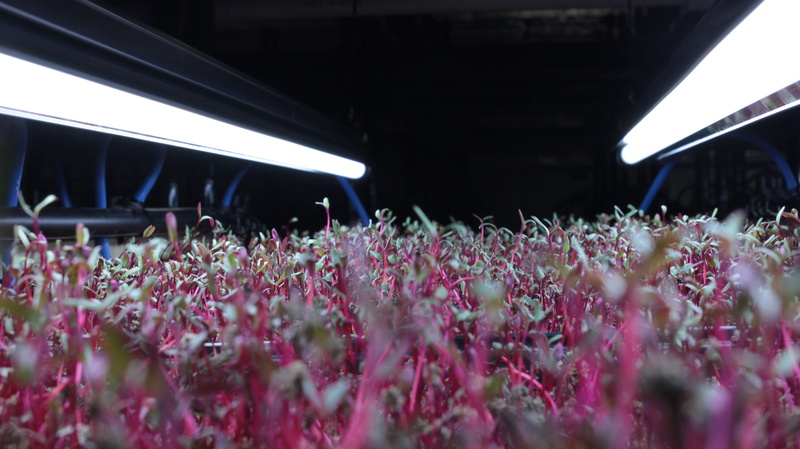 defocused, bridge, no people, Spices, Microgreens, land, growth, transportation, architecture, indoors, crowd, built structure, 5K, nature, stadium, freshness
