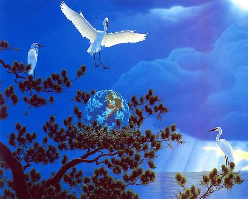720P, sky, fly, animal, bird, animals, freedom, hd, birds