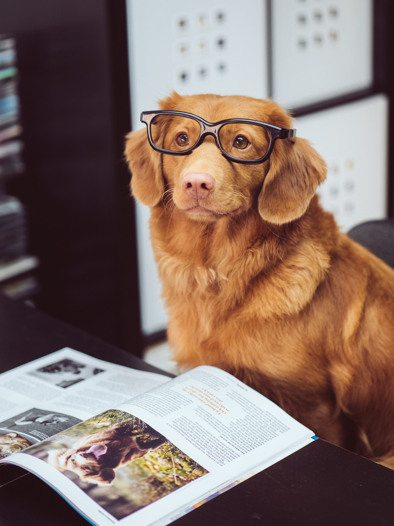 novia scotia duck tolling retriever, domestic Animals, dog, puppy, brown, pets, duck, front, spectacles, pet, fur, work, sitting, looking, office, desk