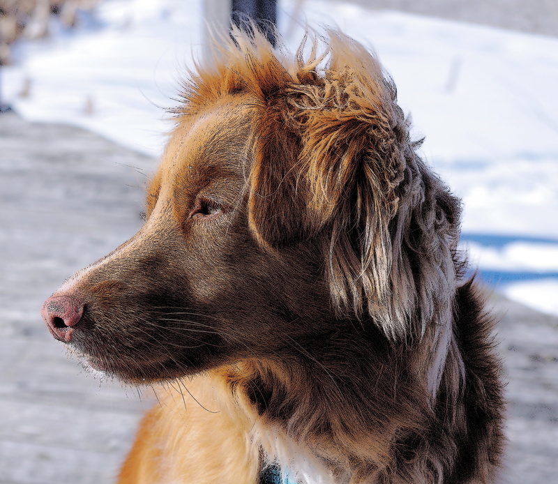 snow, profile view, animal, land, canine, no people, dog, looking, Nova Scotia Duck Tolling Retriever, animal head, day, filter, looking away, animal themes