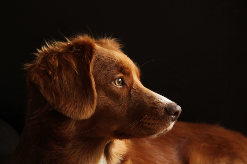 animal themes, black background, animal body part, close-up, no people, looking, canine, nova scotia duck tolling retriever, domestic, indoors, pets, retriever