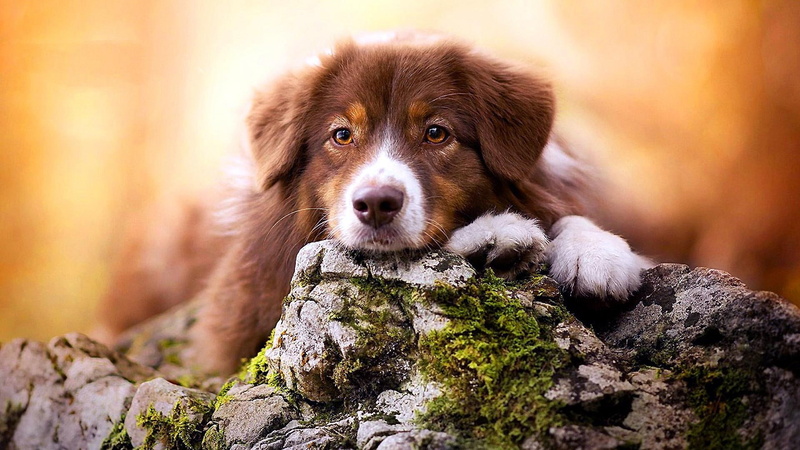puppy, dog, dog breed, 1080P, whiskers, rock, retriever, nova scotia duck tolling retriever, fur