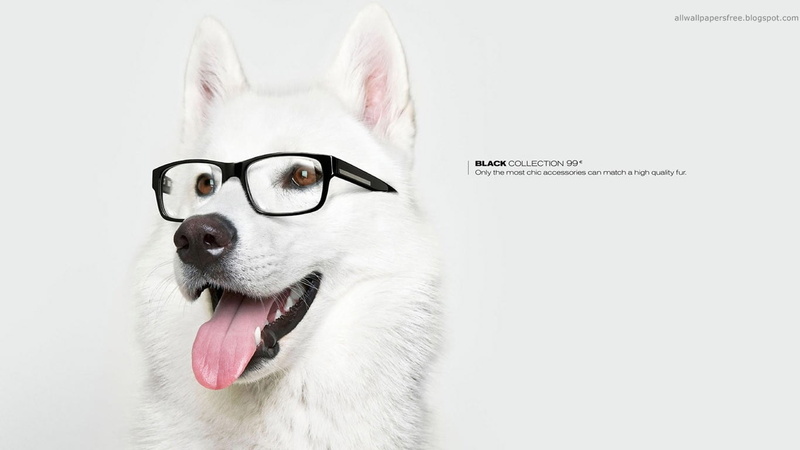 glasses, white, animal head, pets, sticking out tongue, domestic animals, white color, dog, one animal, studio shot, framed, animal, canine, artwork, animal mouth