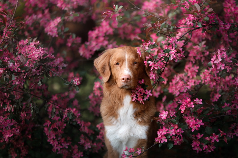 Pink Flower, Pet, Dog, Dogs, 1080P, Nova Scotia Duck Tolling Retriever