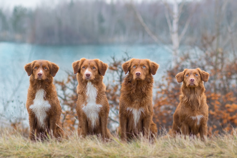 Nova Scotia Duck Tolling Retriever, Dog, Pet, 5K, Dogs