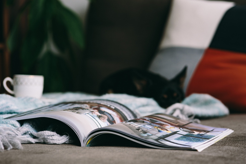 cat, vertebrate, pet, dog, relax, domestic animals, book, home Interior, 5K, selective focus, time, indoors, animal, finance, furniture, domestic Cat