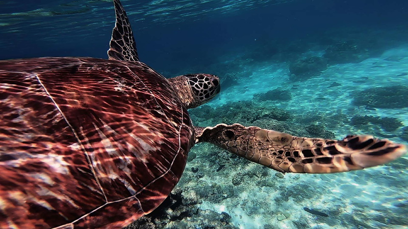 sea, ocean, vertebrate, undersea, underwater, animals in the wild, tortoise, reef, water, sea turtle, day, dumaguete, sea life, apo island, marine, bird