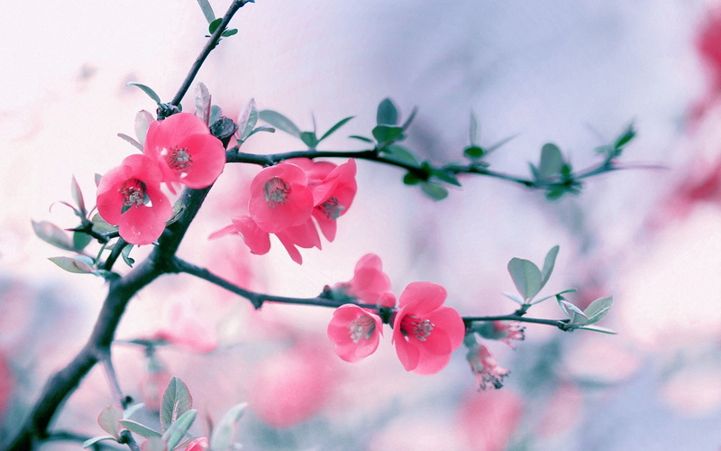 4k wallpap, 1080P, ers, flower, vintage, Flowers, 1920x120