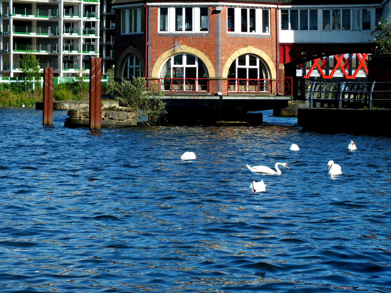 flock of birds, wat, architecture, er, building exterior, building, bird, vertebrate, animal themes, animal wildlife, manchester, water, animals in the wild