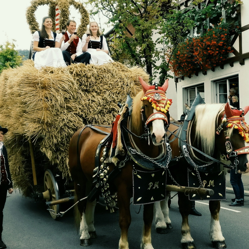 livestock, group of animals, domestic, wine festival, architecture, carriage, animal, adults only, 2K, looking at camera, domestic animals, Thanksgiving