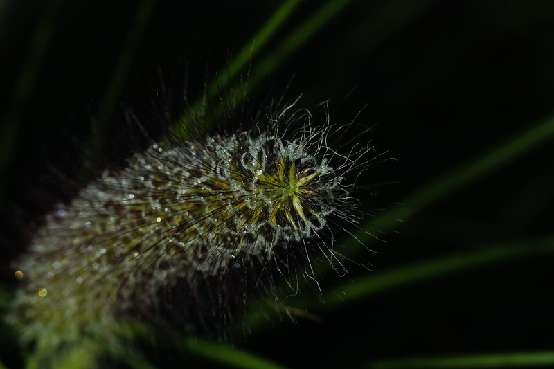decorative, nature, fragility, outdoors, seed, growth, lamp cleaning er grass, 5K, bamboo grassedit this page, black background, flowering plant, flower head