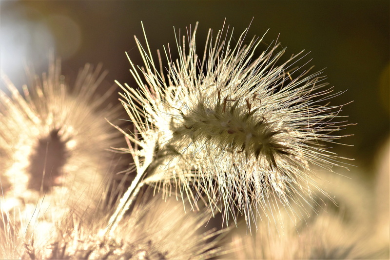 garden, meadow, grasses, plant, close-up, summer, grass, flower, selective focus, outdoors, sunlight, backlighting, lamp cleaning er grass, bamboo grassedit this page