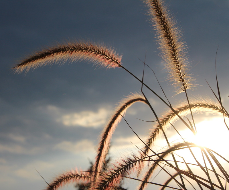 close-up, timothy grass, cloud - sky, bamboo grassedit this page, sunset, fountain grass, beauty in nature, tranquility, fluffy, plant, land, lamp cleaning er grass