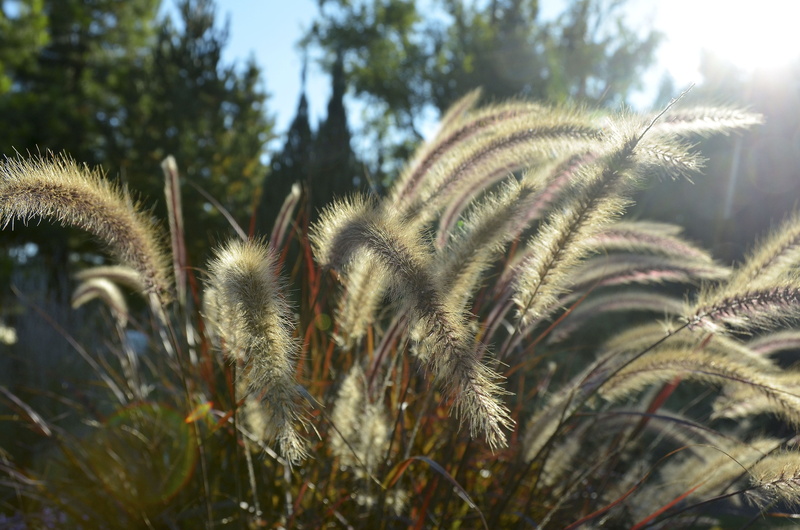 asia, close-up, grasses, plant, plant part, green color, halme, no people, day, growth, beauty in nature, leaf, soft, bamboo grassedit this page, focus on foreground