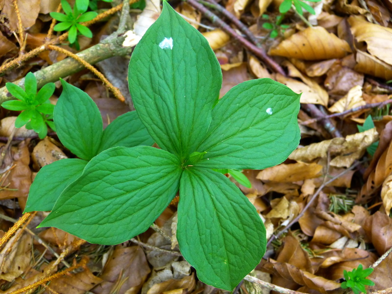 plant part, field, herbaceous plant, green color, sabadilla, herb paris, blue, wild plant, land, freshness, no people, focus on foreground, high angle view