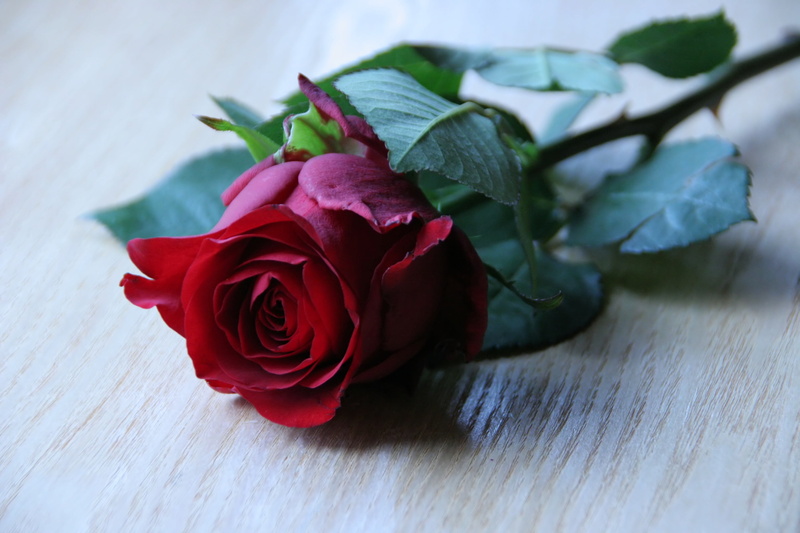 backgrounds, gift, bouquet, still life, plant part, flowering plant, leaf, bloom, leaves, beauty in nature, no people, brown, nature, background, table