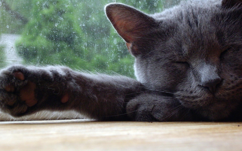 1080P, lolcat, splat, animal, kitty, feline, animals, grey, cat