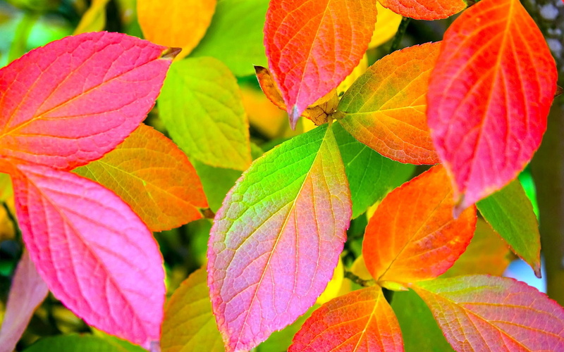 palette, lush Foliage, growth, plant, autumn, summer, leaves, close-up, fragility, change, bush, vibrant Color, freshness, branch, bright, day, abstract