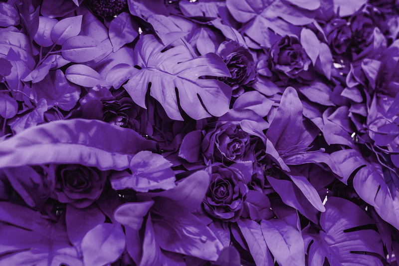inflorescence, rose - flower, no people, growth, pantone 2018, pantone, full frame, colour of the year, bouquet, flower head, flower, purple, petal, ultra