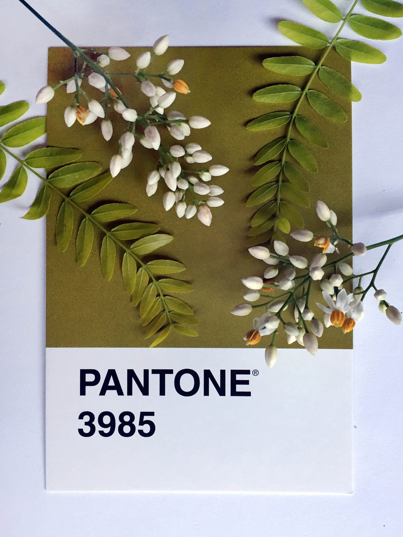 tree, nature, flower, color, backgrounds, exploration, plant, 2K, leaf, no People, business, white, botanical, greenery, pantone, poster, flatlay, plants
