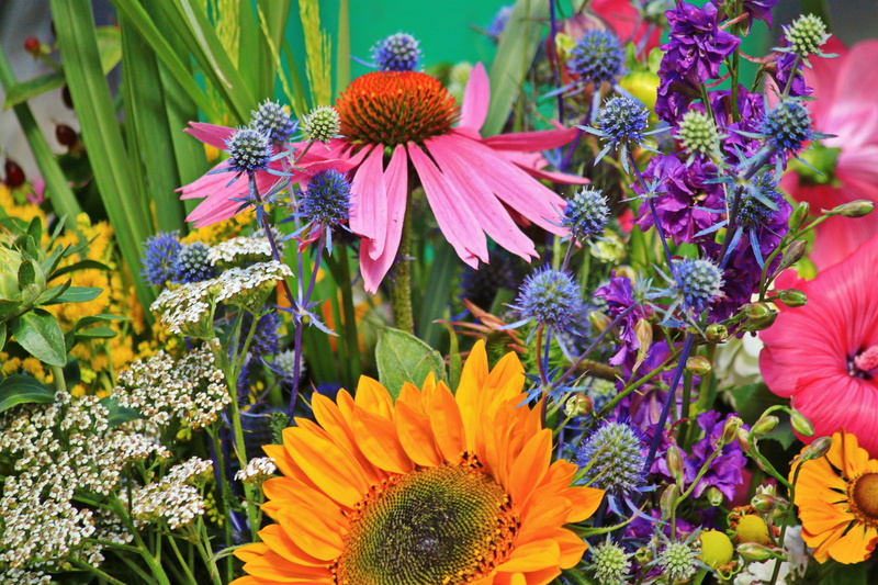 purple, flowerbed, flora, gardening, plant, coneflower, multi Colored, inflorescence, flower trade, freshness, petal, growth, flowers was, vulnerability