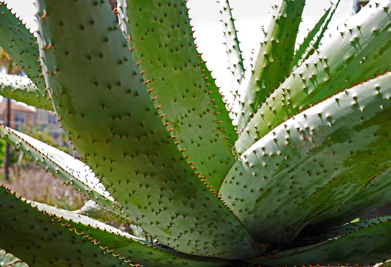 outdoors, full frame, botany, growth, uncultivated, green, day, park, arid climate, succulent, impressive, Cactus, no people, côte d  azur, sharp, prickly pear cactus